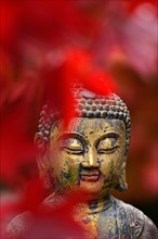 Buddha head with autumn leaves