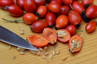Rosehips with knife point
