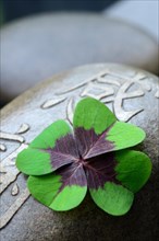 Lucky Clover on stone with Chinese characters