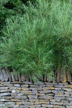 Rosemary leaf willow