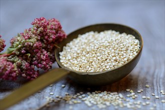 Quinoa in ladle and mature quinoa branch