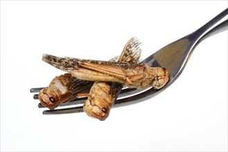 Dried locusts on fork