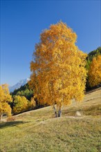 Birch in Lower Engadine