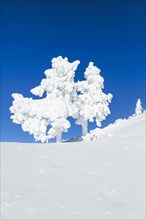 Snowy spruces