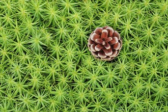 Pine cones in maidenhair moss