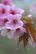 Japanese decorative cherry