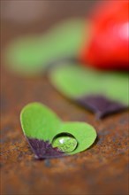 Four-leaf clover with drops of water and red hearts