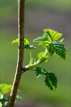 Leaf emergence of a Raspberry