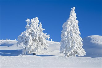 Snowy spruces