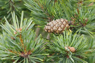 Scots pine