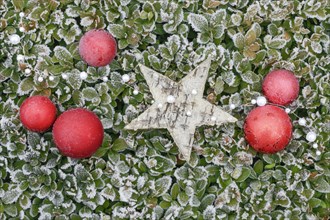 Natural outdoor Christmas decoration