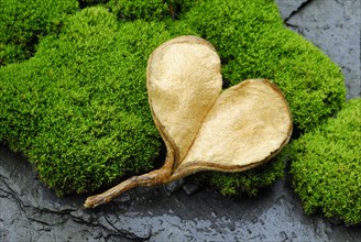 Seed pod in heart shape on moss cushion