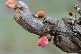 Grape vine