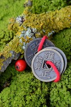 Chinese lucky coins in moss and twig with lichen