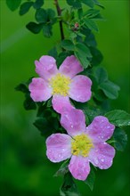 Dog Rose