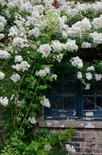 White climbing rose on house with old window