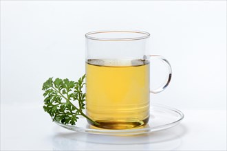Wormwood tea in cup and wormwood herb
