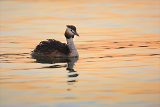 Great crested grebe