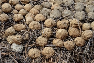 Camel dung formed into balls