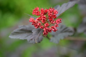 Dark red bladder piers