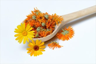 Dried marigold blossoms in wooden ladle