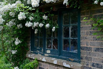 White climbing rose on house with old window