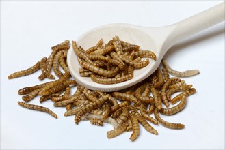 Meal worms with cooking spoon