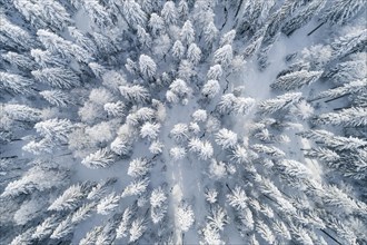 Drone shot of winter forest