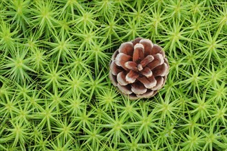 Pine cones in maidenhair moss