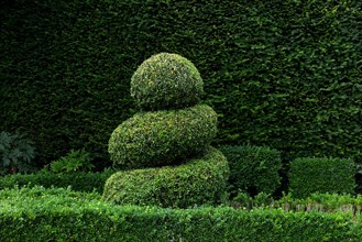Shaped boxwood in front of yew hedge