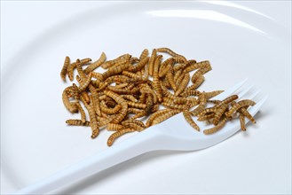 Mealworms on plate with fork