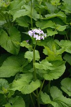 Persistent silver leaf