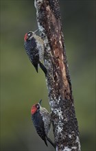 Two temporal spotted woodpeckers