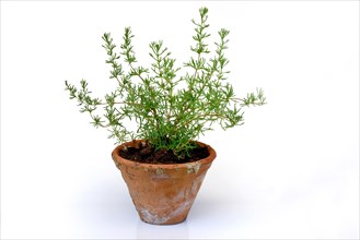 Gyros herb