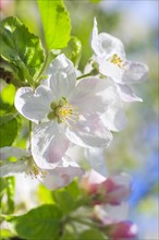 Apple tree blossom in spring