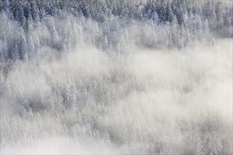 Snowy fir forest and fog