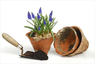 Grape hyacinths in clay pot