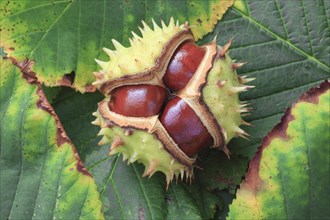 Horse chestnuts