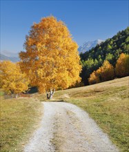 Country lane in the Lower Engadine