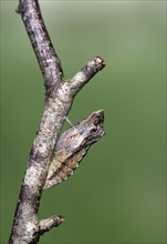 Belted pupa of a Swallowtail butterfly
