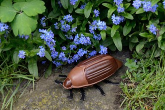 Chocolate cockchafer with flowers