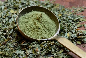 Moringa leaves and Moringa powder in scoop