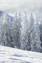 Snowy spruce forest