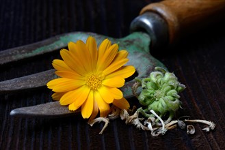 Marigoldsseeds and flowers