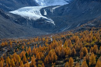 Foothills of the Morteratsch Glacier with larch