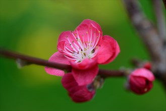 Japanese ornamental peach