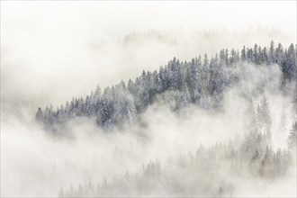 Snowy fir forest and fog