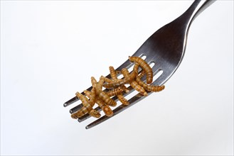 Dried mealworms on fork