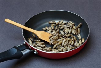 Fried crickets in pan