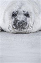 Grey seal